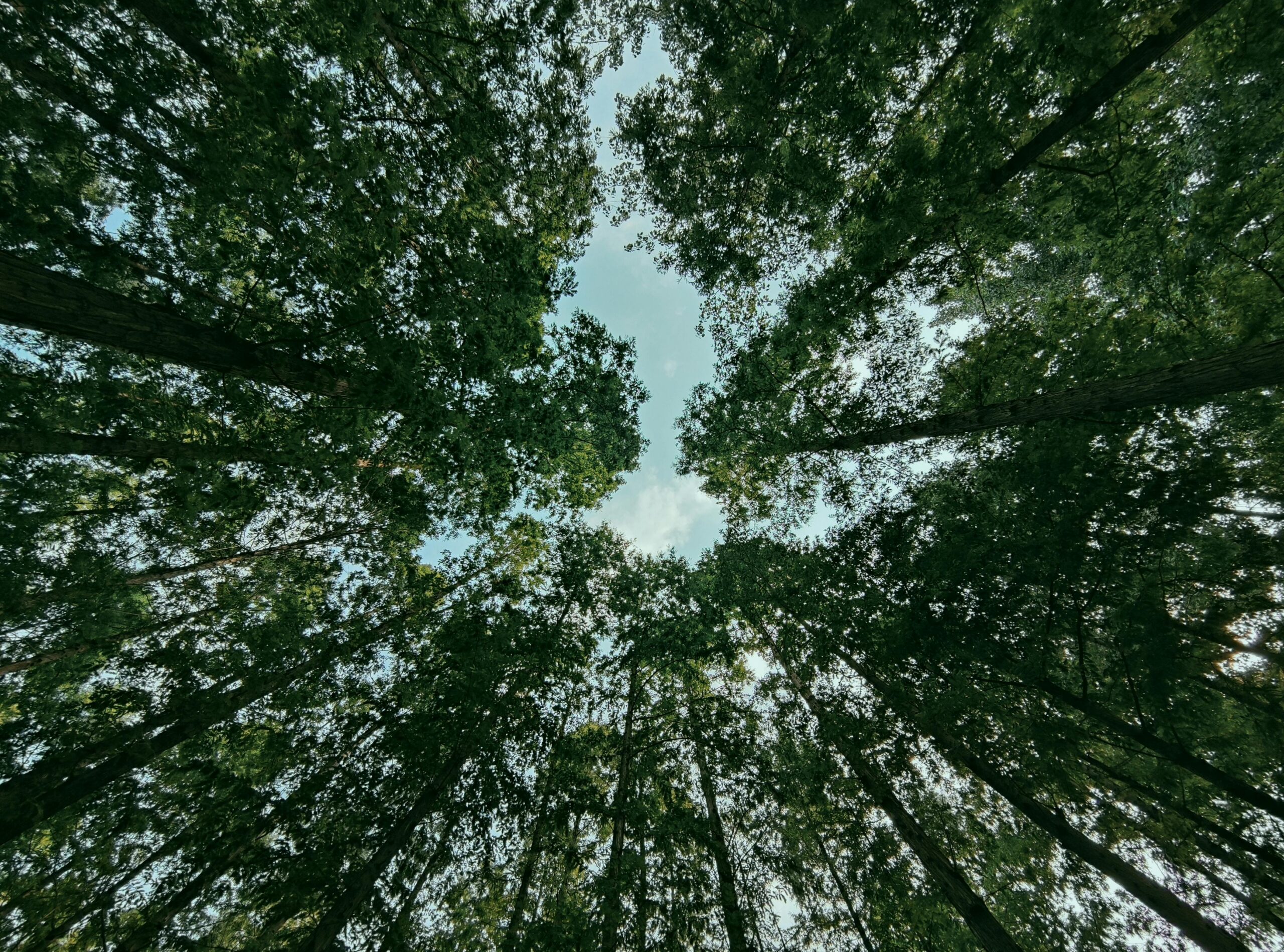 A serene upward view of a green forest canopy with glimpses of blue sky.