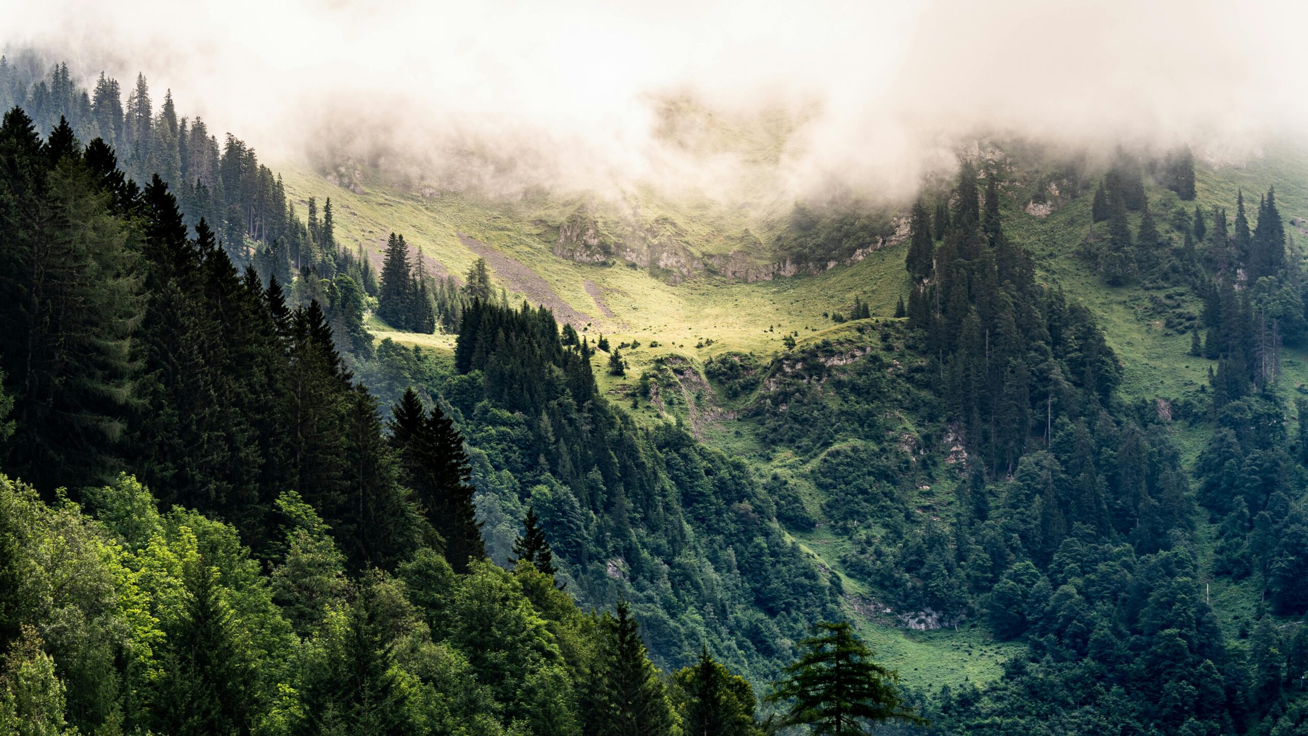 A serene view of evergreen forests and misty mountains on a cloudy day.